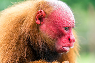 Close-up of bald uakari