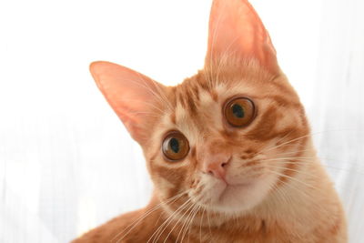 Close-up portrait of a cat against white background