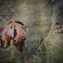 Close-up of person wearing mask on land