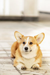 A red-haired corgi dog on a walk.