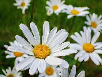 Close-up of daisy flowers