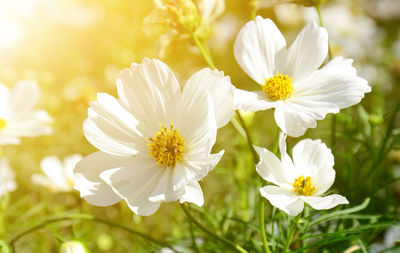 Close-up of white flowering plant