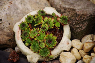 High angle view of rocks on tree trunk