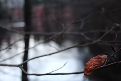 Close-up of dry leaf on branch