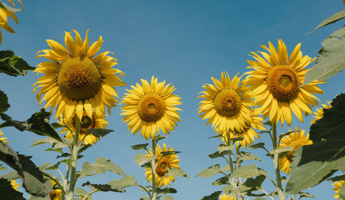 Close-up of flowers