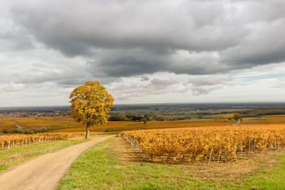 Scenic view of vineyard in autumn against sky