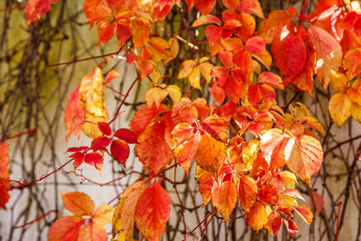 Close-up of autumnal leaves on tree during autumn