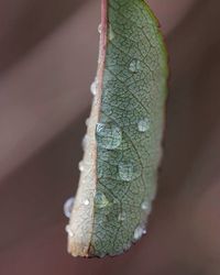 Close-up of leaf on wood