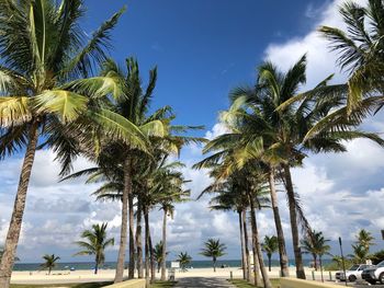 Low angle view of palm trees against sky