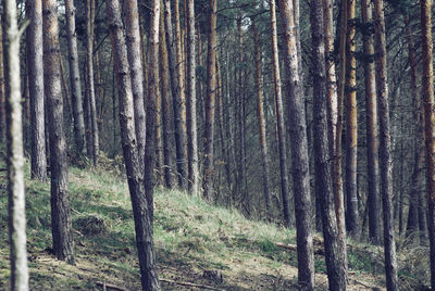 Trees in forest