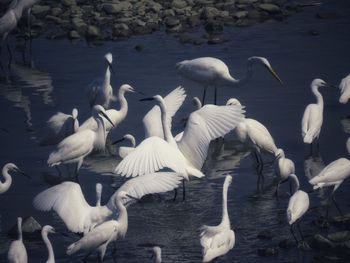 Flock of birds in water