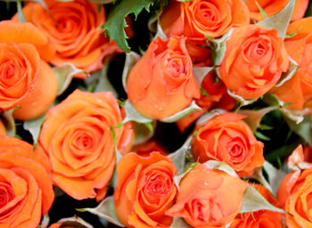 Full frame shot of red roses