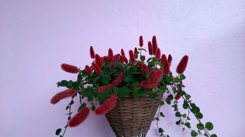 Close-up of red flowering plant against wall