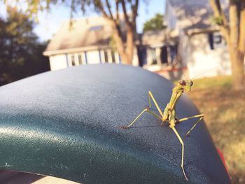 Close-up of insect on man