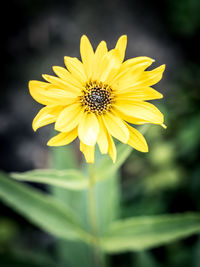 Close-up of yellow flower