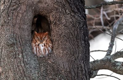 Portrait of cat on tree trunk