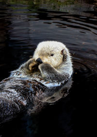 Close-up of duck swimming in lake