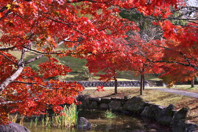 Red maple tree in park