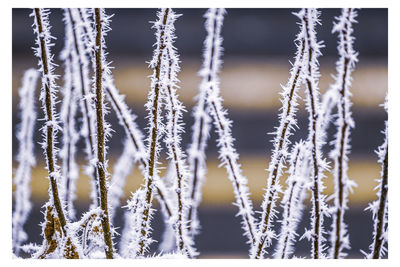 Close-up of frozen plants