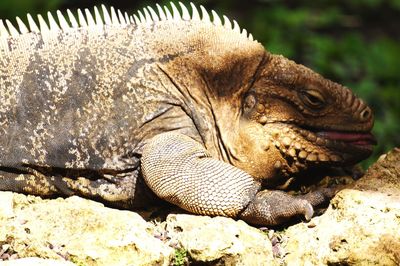 Close-up of lizard on rock