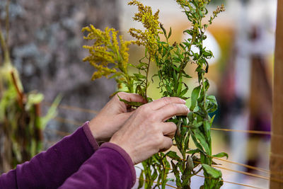 Midsection of person holding flowering plant