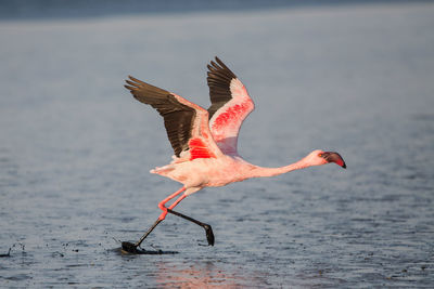 Close-up of bird flying over water