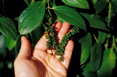 Vanilla fruit