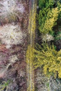 High angle view of trees growing in forest