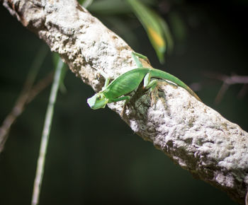 Close-up of lizard on branch