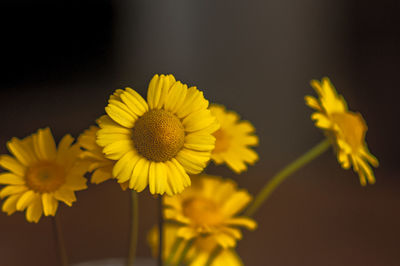 Close-up of yellow daisy flowers against black background