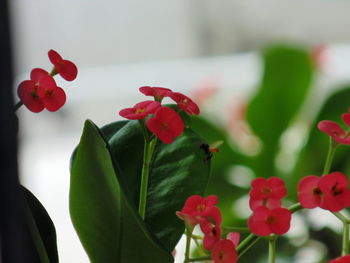 Close-up of red flowers blooming outdoors
