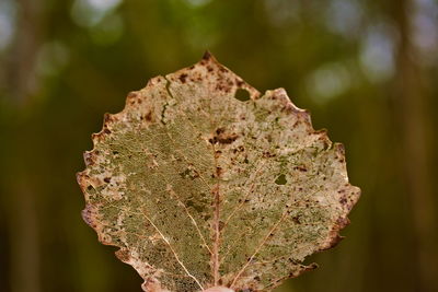 Close-up of dry leaves on plant