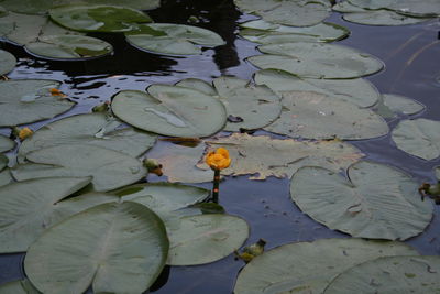 High angle view of lily pads in pond