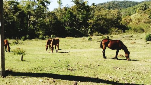 Horses grazing on field