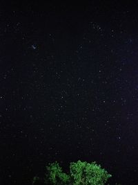 Low angle view of trees against sky at night
