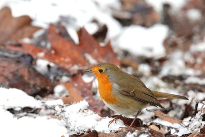 Close-up of robin in snow