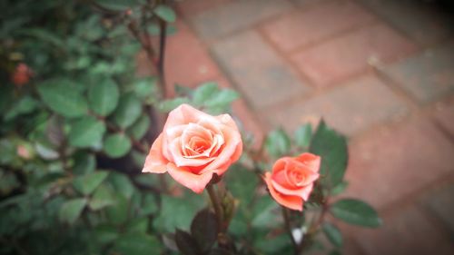 Close-up of rose blooming outdoors