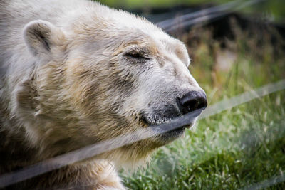 Close-up of an animal on field