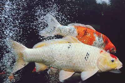 Close-up of fish swimming in aquarium