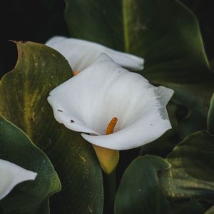 White calla lily flower in the garden in summer