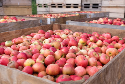 High view of harvested apples in wooden boxes