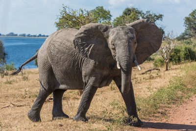 Elephant standing on field against sky during sunny day