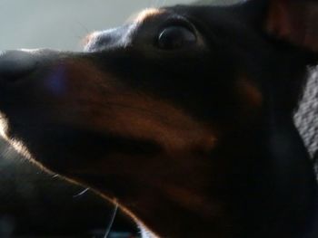 Close-up of dog