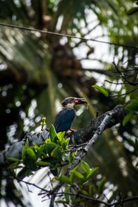 Birds perching on a tree