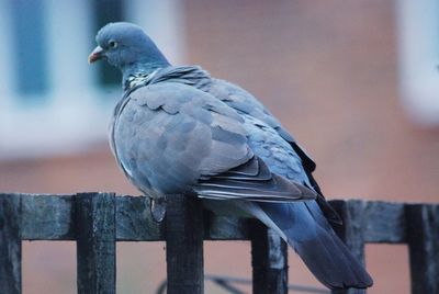 Close-up of bird perching on railing