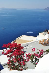 View of flowers over sea