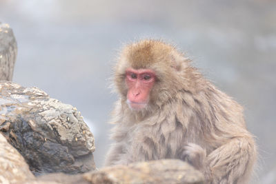 Monkey looking away on rock