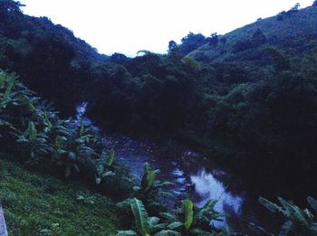 Scenic view of forest against sky