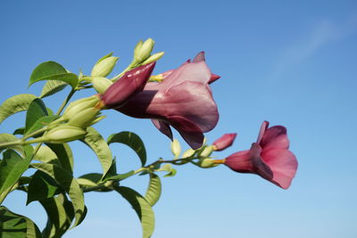 Low angle view of pink flowering plant against blue sky
