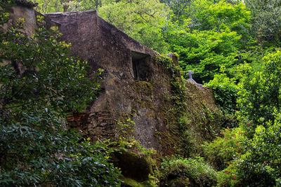 Low angle view of old building amidst trees in forest